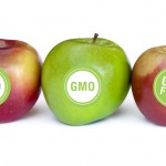 GMO