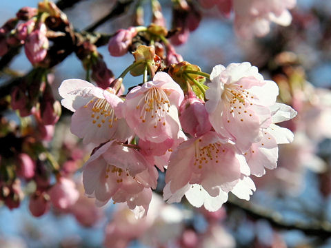 寒桜