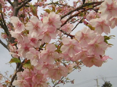 彼岸桜