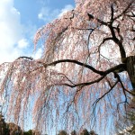 枝垂桜