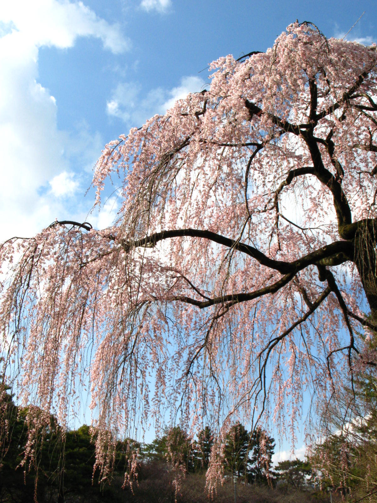 枝垂桜