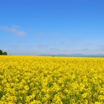 菜の花畑