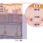 表皮