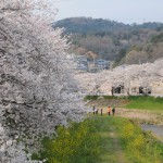 開花予想