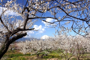 開花状況