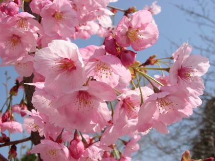 陽光桜