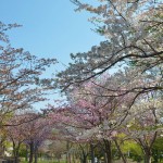 お花見散歩