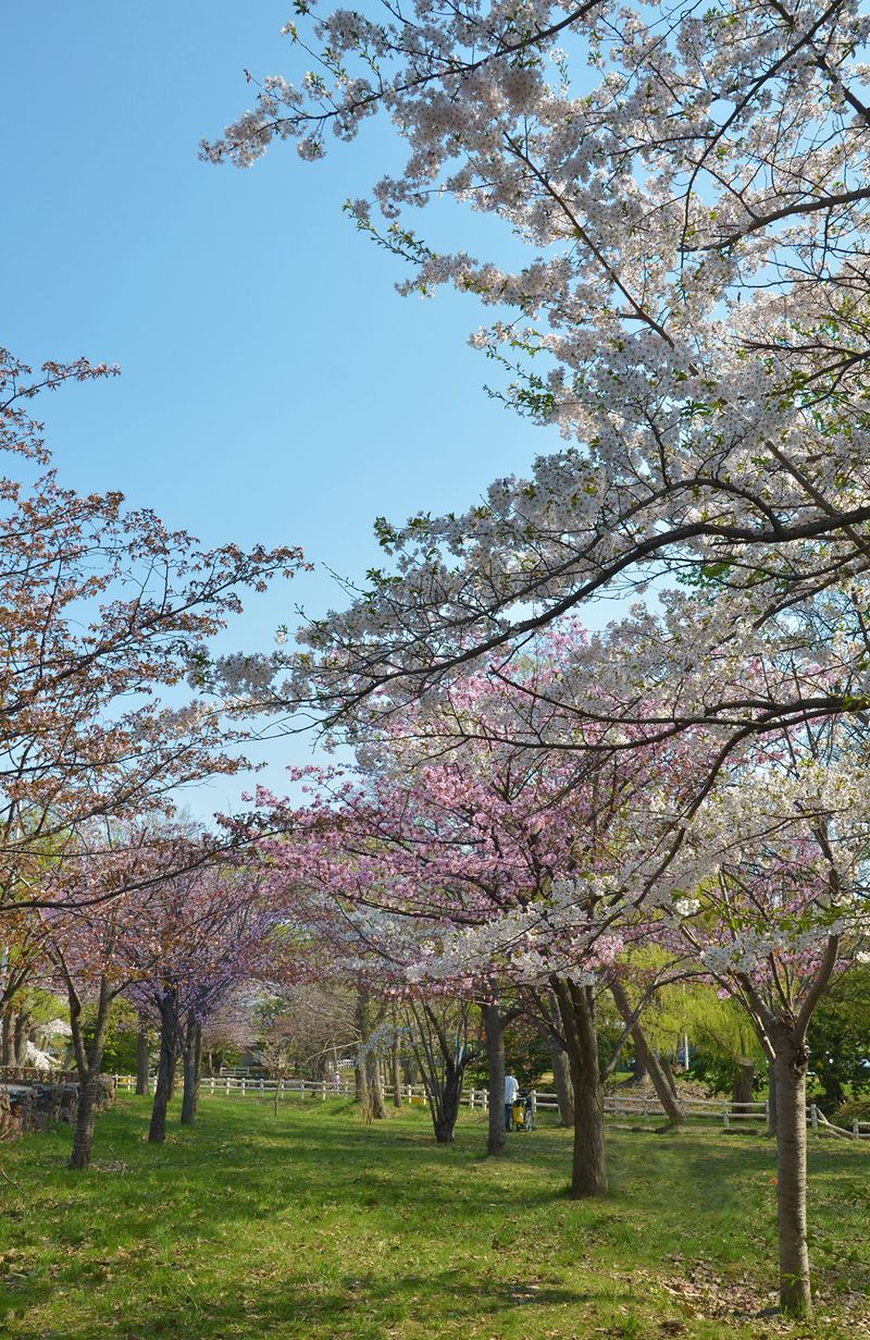 お花見散歩