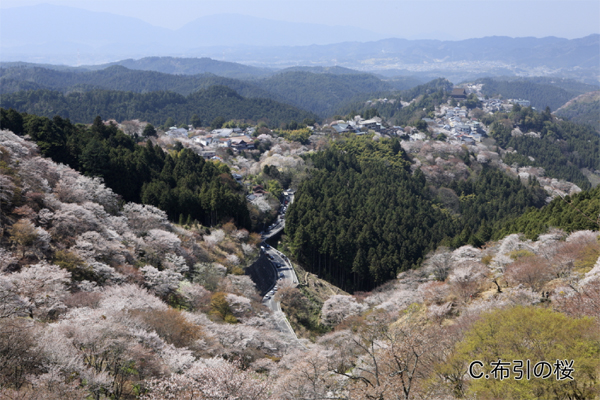 吉野山