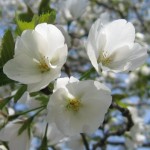 大島桜