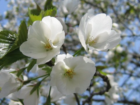 大島桜