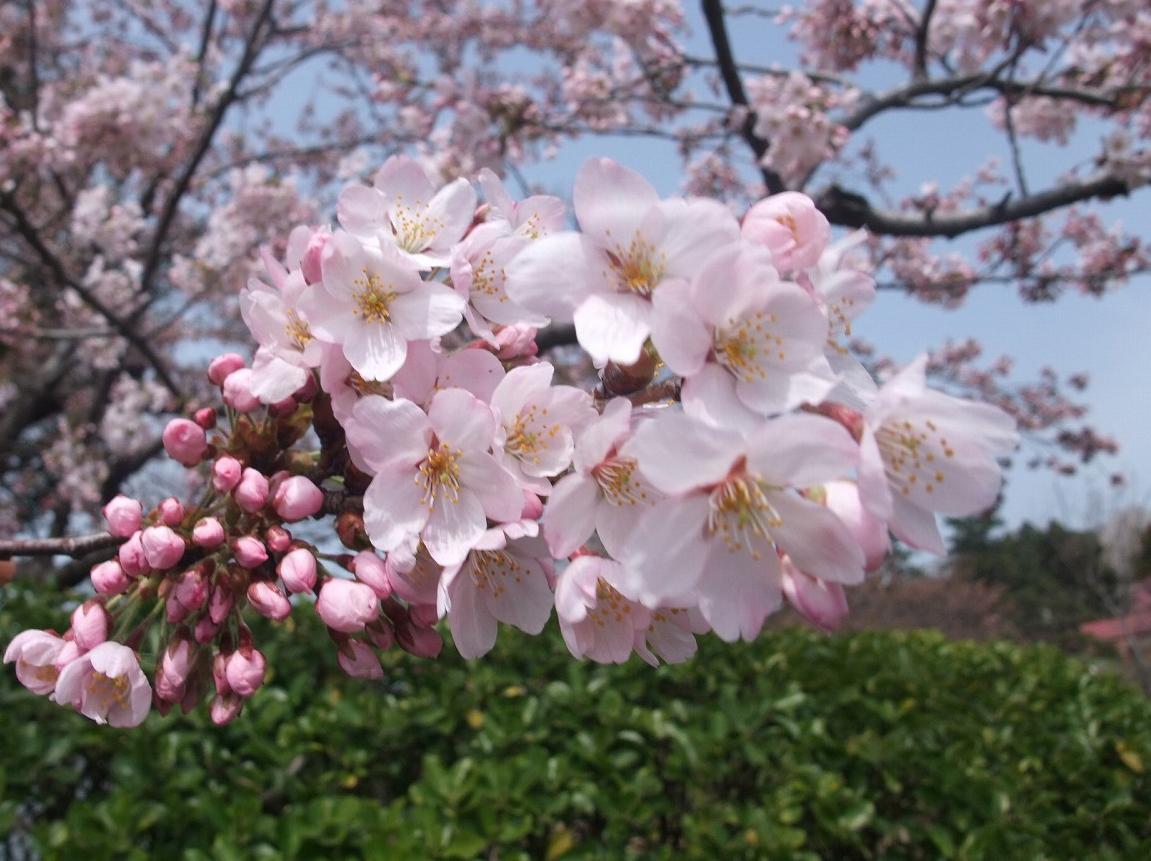 染井吉野