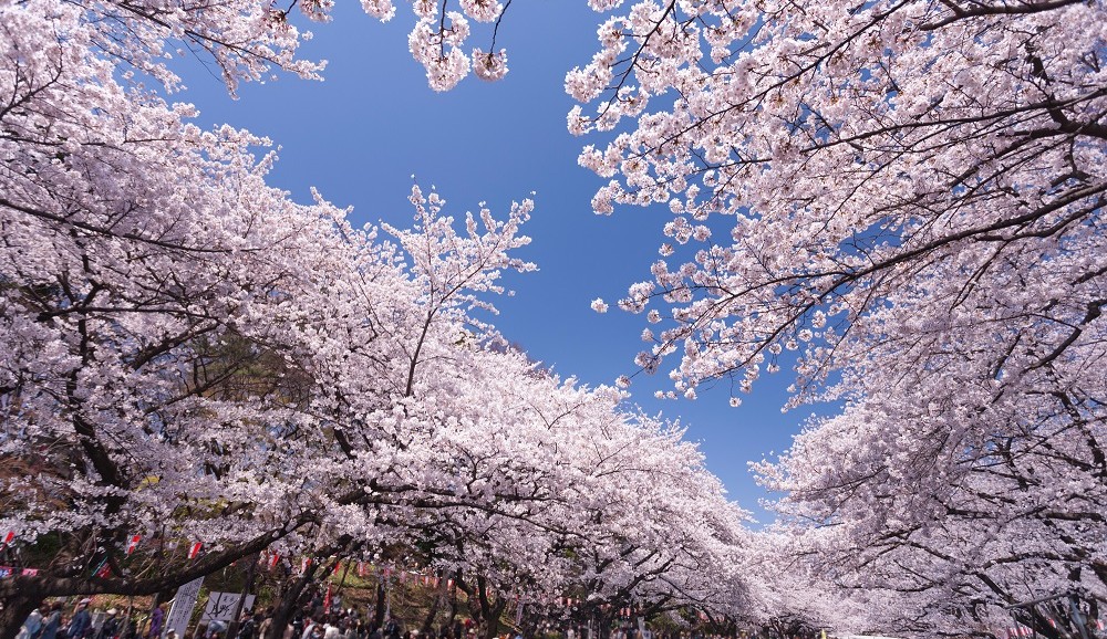 桜満開