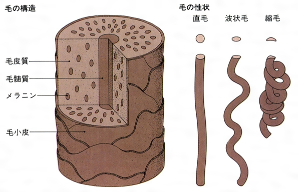 毛髪