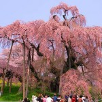 滝桜