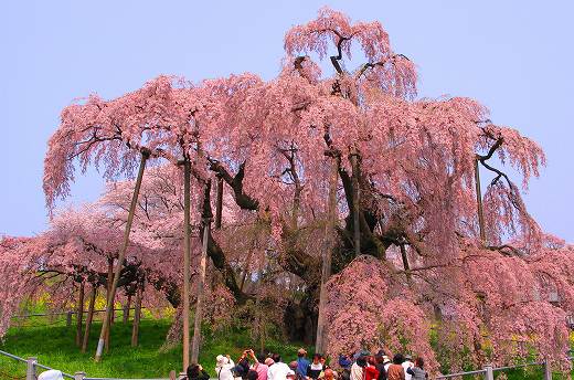 滝桜