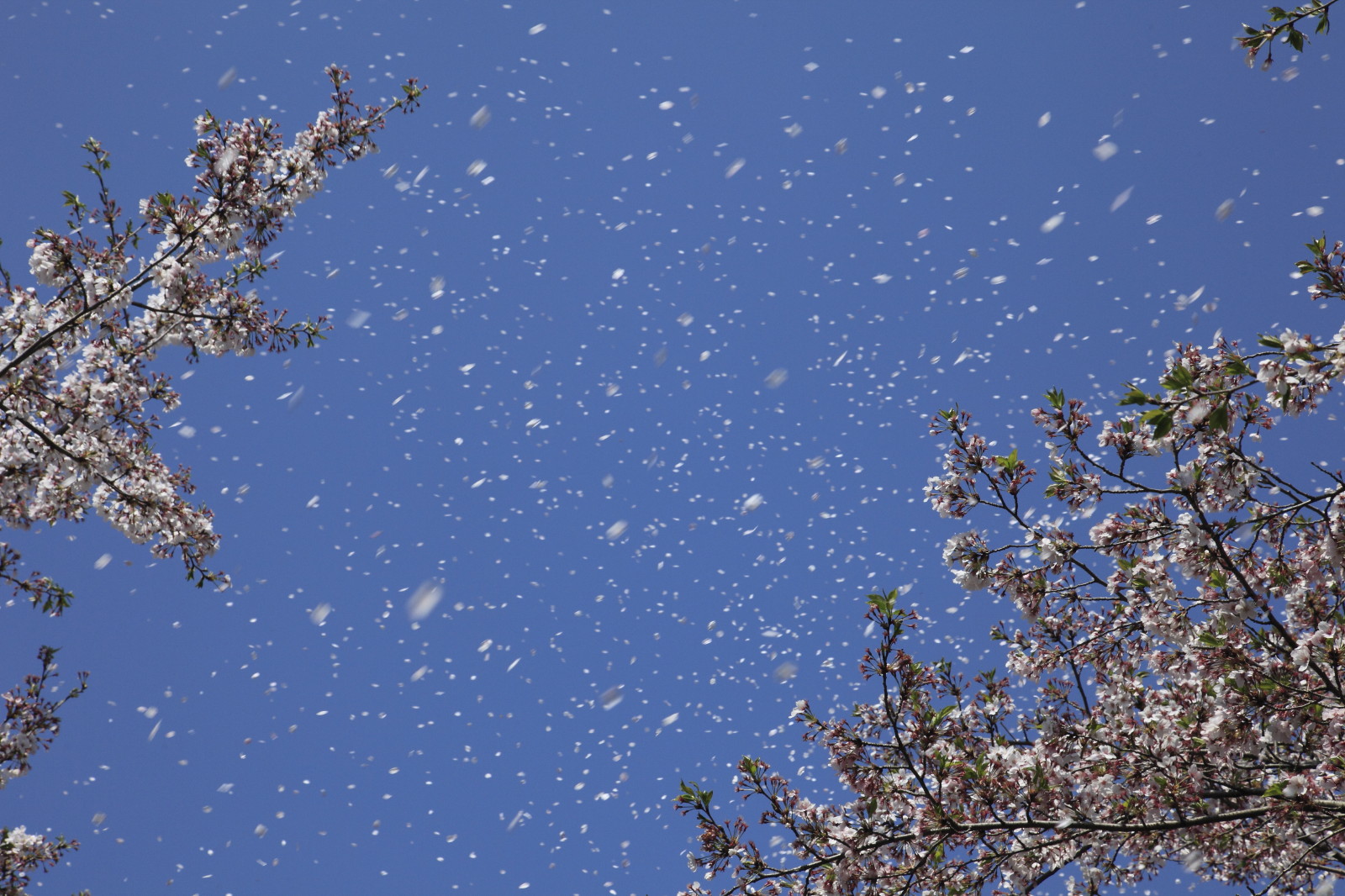 花吹雪