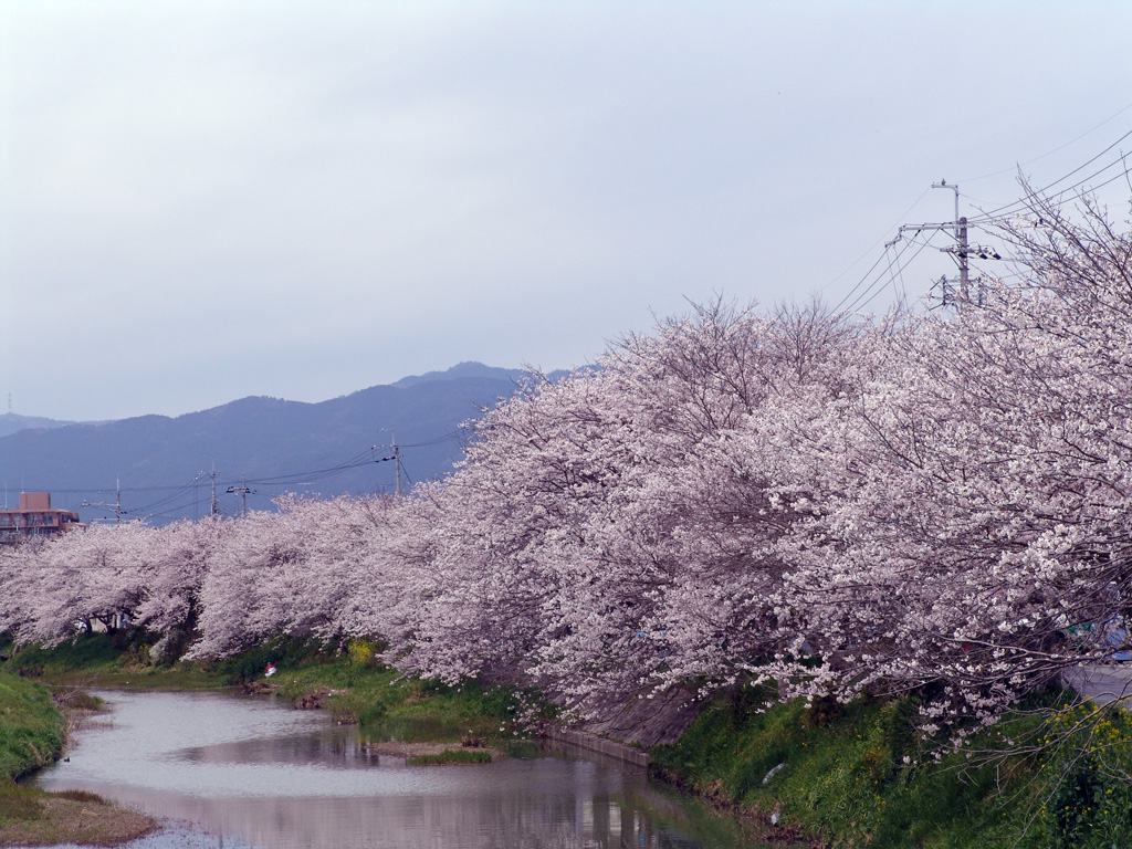 花曇り